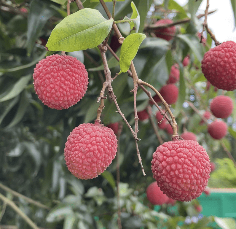 新兴香荔受热捧抖音人气主播助荔新兴龙山佛荔园