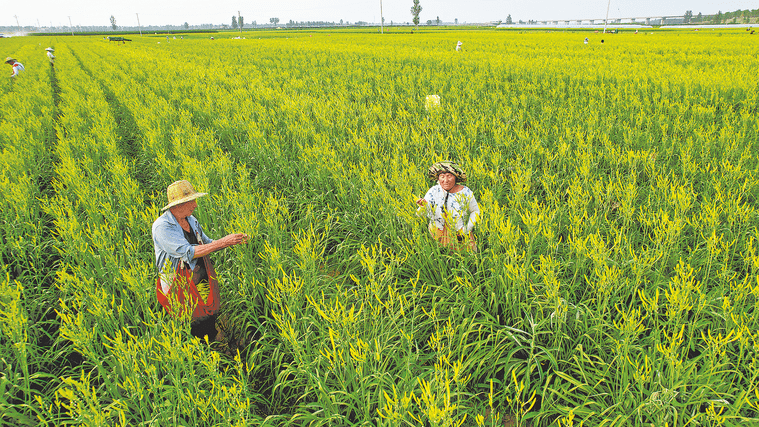 大荔黄花菜喜获丰收_种植