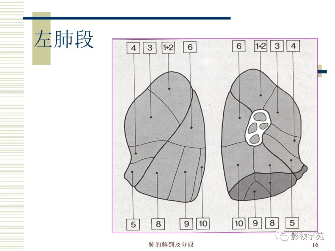 肺部解剖與分段