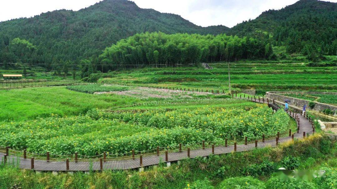 北林垟田园综合体已然一片生机勃勃,漫山遍野的花海与梯田相望,像是被