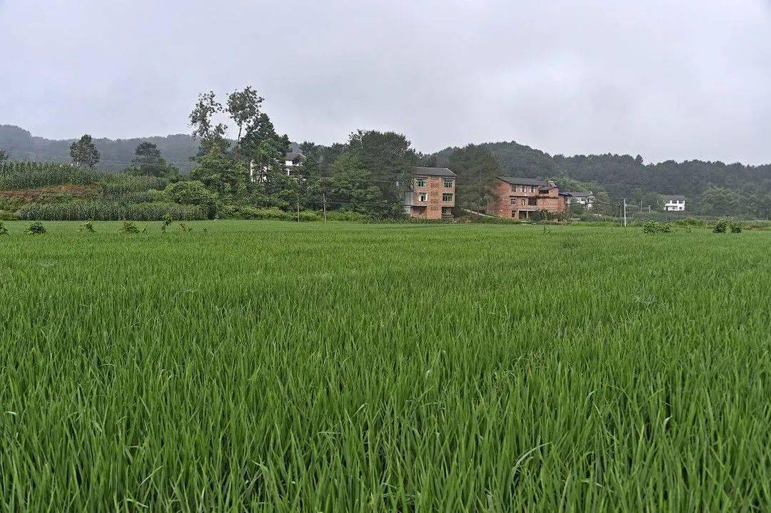 七月,涪陵乡村美如画