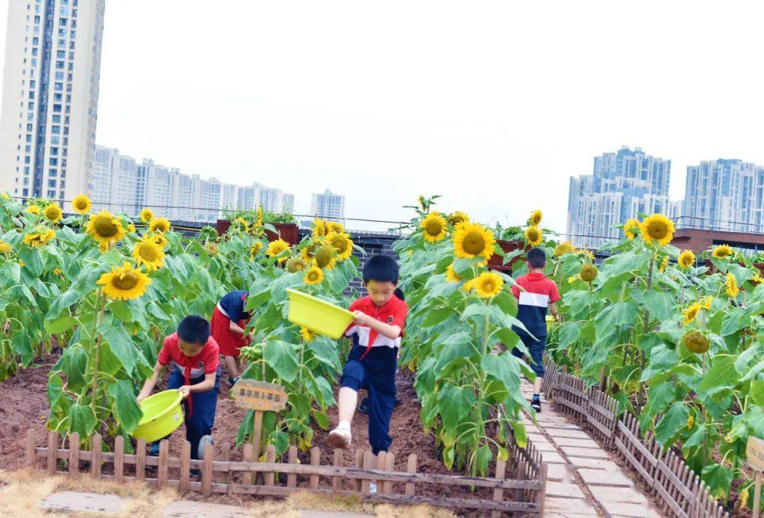 劳动课中,学生们种植向日葵,通过科学的种植方法,在种植中学科学知识