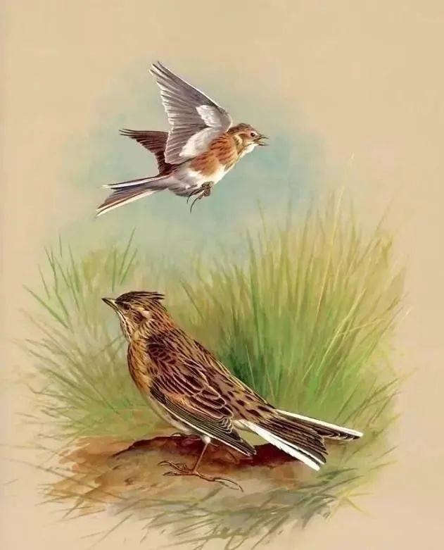 金钟鸟雌雄图图片
