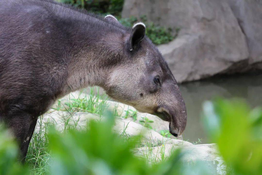 鼻子取食它的嗅,听觉灵敏被称为"灵活的胖子"神话传说中的"食梦兽"又
