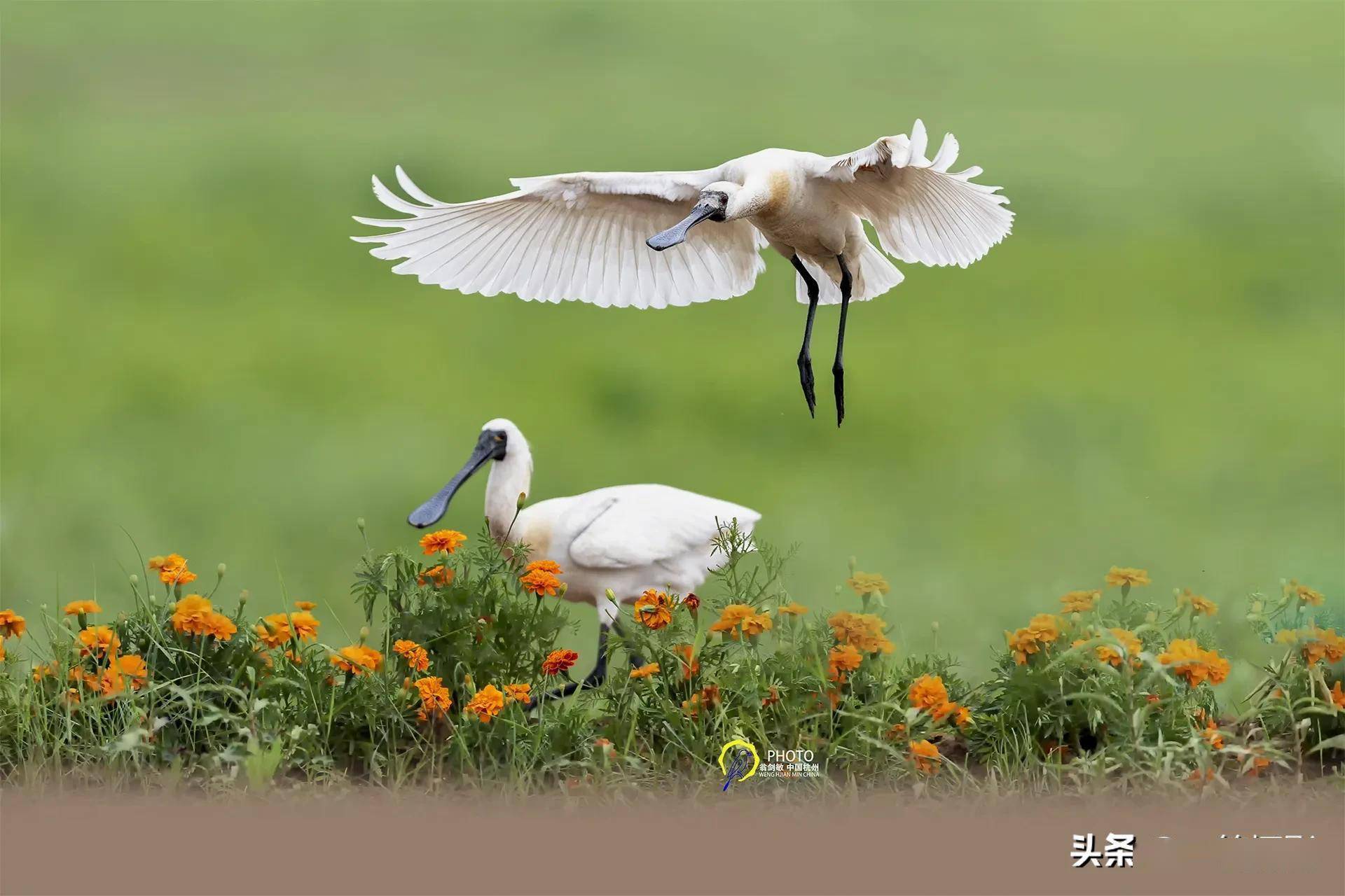 黑脸琵鹭,杭州翁剑敏/摄影