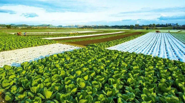 以江西农产品质量保证赣菜鲜亮品质,以赣菜推广拉动农业订单生产,实现