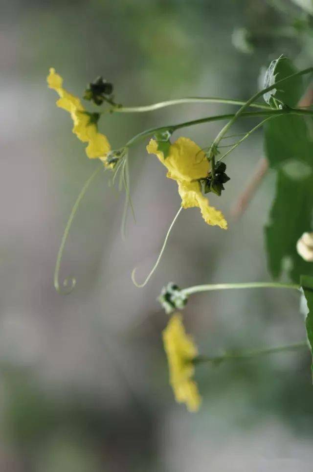 絲瓜開花風捲野香迎面來