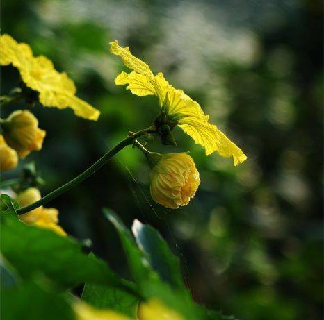 絲瓜開花風捲野香迎面來