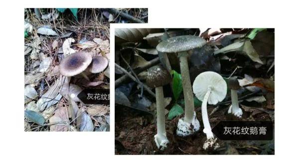 事件|常德市疾控发布温馨提醒：不采、不食野生蘑菇，误食毒蘑菇可致丧命