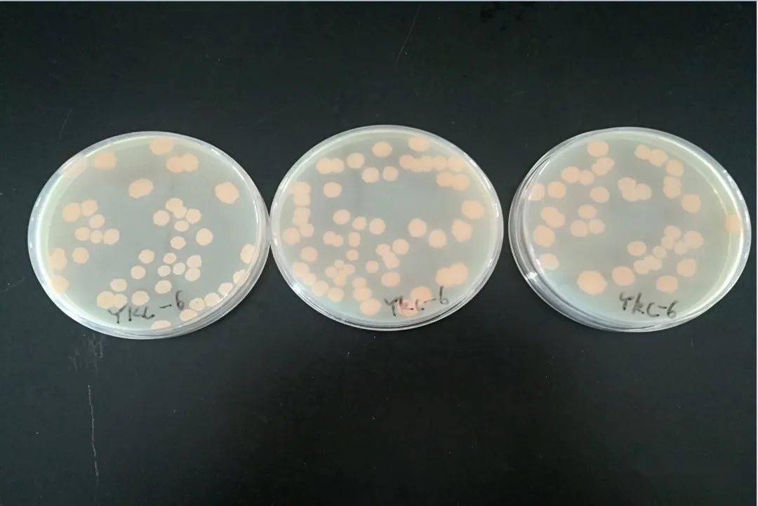 康清闷棚,"菌丝"知多少