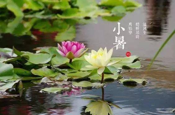 今日小暑 四种清雅的夏花祝大家凉爽一夏 白掌
