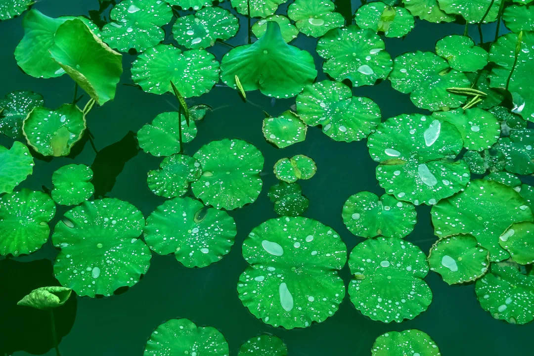 客家人|悦听 小暑 | 忽而温风至 神清夏日长