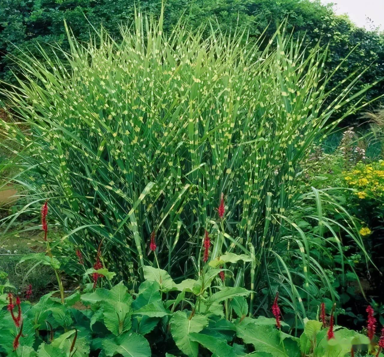 常绿芒草图片