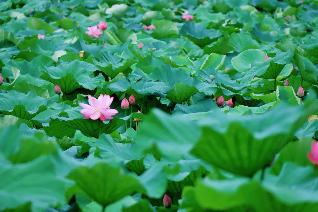 江南百景图荷花池塘图片