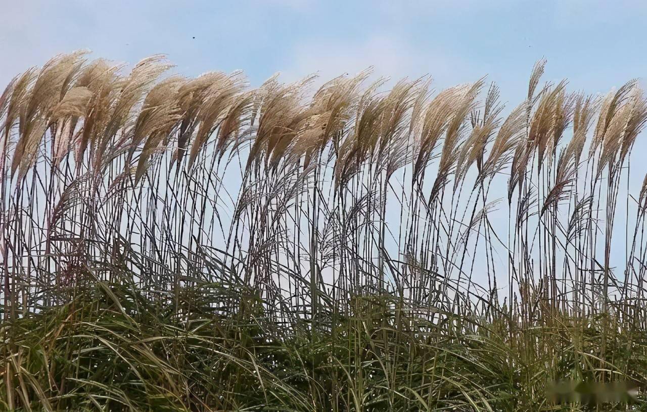 园林植物丨芒草类观赏草介绍