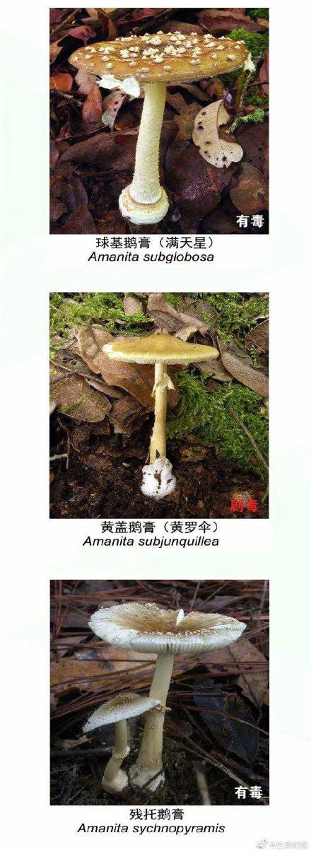 网友|野生菌未必更营养安全长这样的菌别碰