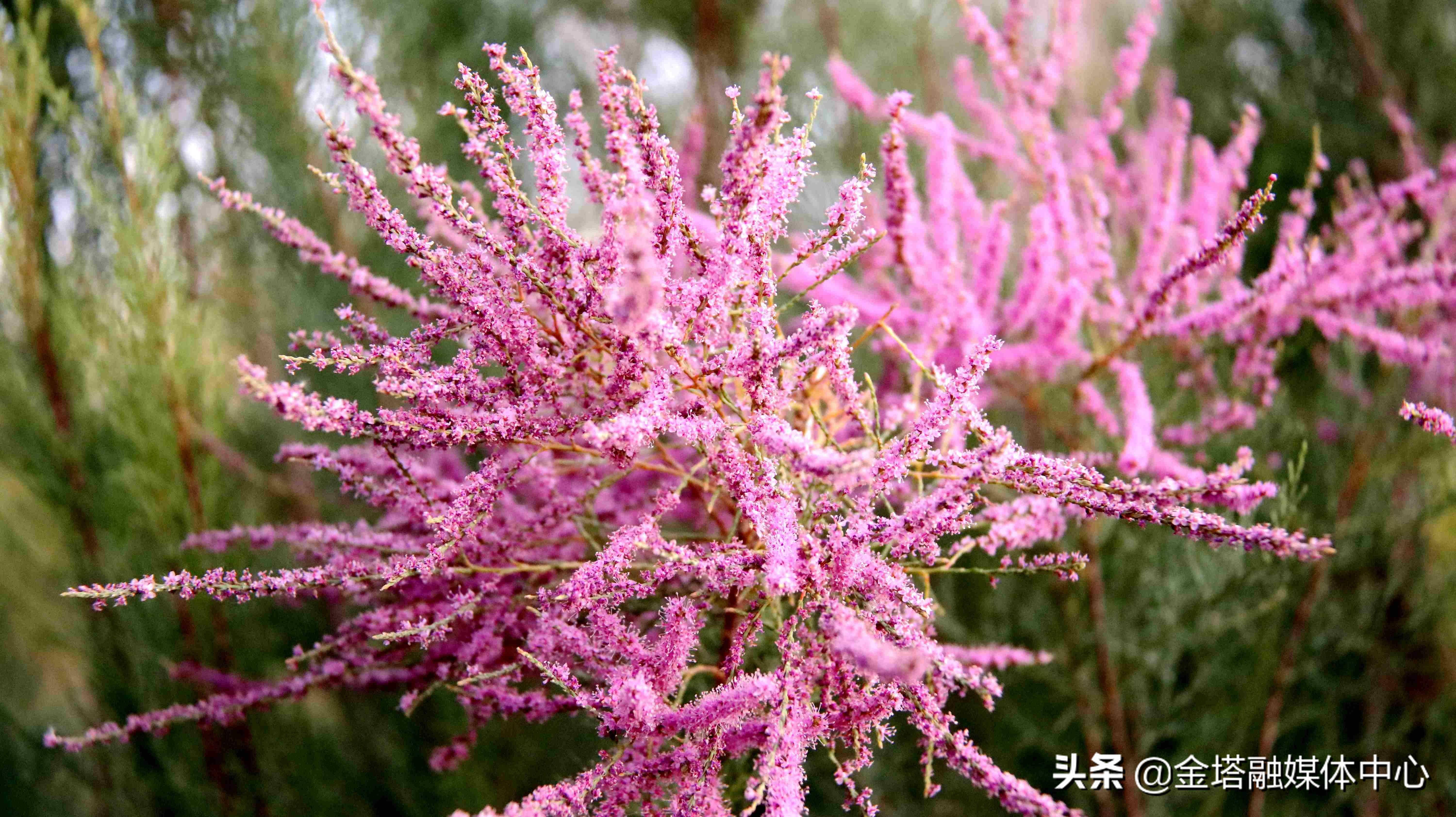 「美丽陇原」酒泉金塔:惊艳!在大漠深处,竟藏着这样的粉红仙子