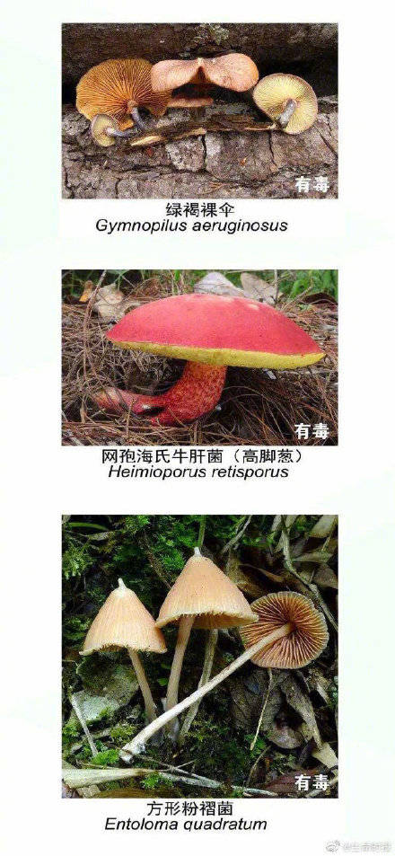 网友|野生菌未必更营养安全长这样的菌别碰