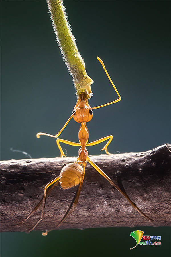 动物界大力士!印尼蚂蚁头顶水果秀绝佳平衡力