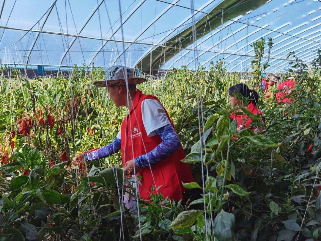 新时代文明实践 盛夏瓜菜采摘忙习习新风满庭芳 服务