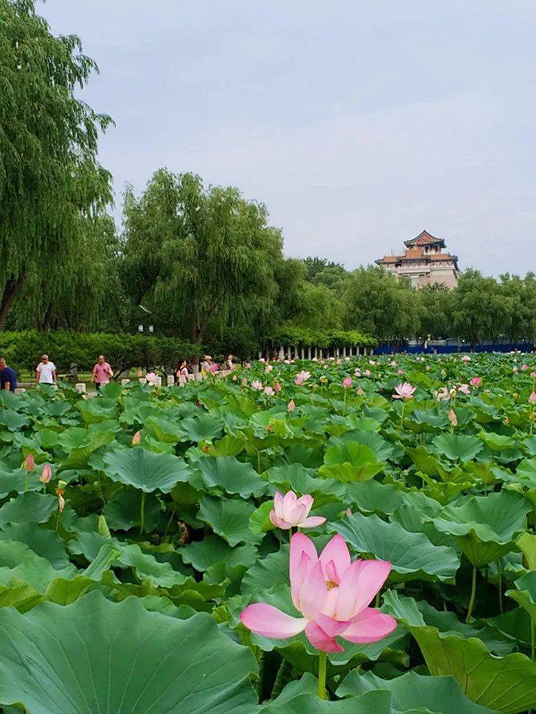炎炎盛夏,北京最惊艳的时刻即将到来!夏日限定美景,就藏在这儿