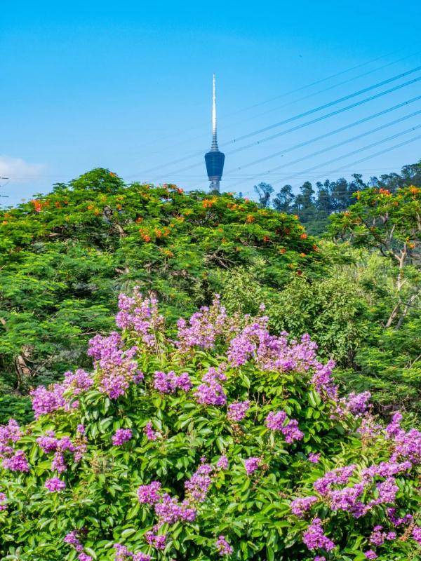 盛花期|“夏紫薇”，全城盛开！