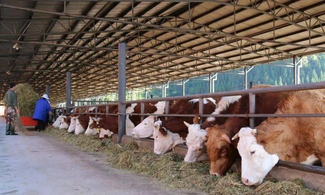 云南普洱肉牛大发展2020年全市肉牛存栏超67万头实现产值3244亿元