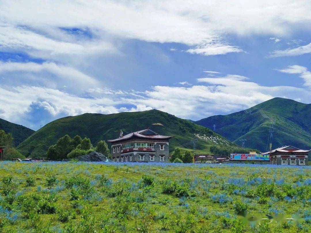 高原夏日野花秀 搜索 高原夏日野花秀 搜索
