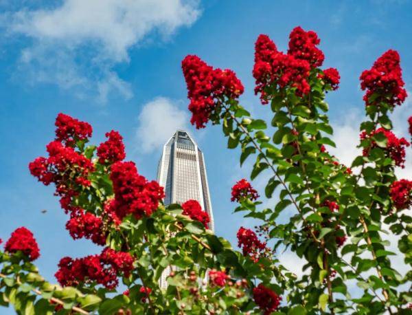 盛花期|“夏紫薇”，全城盛开！