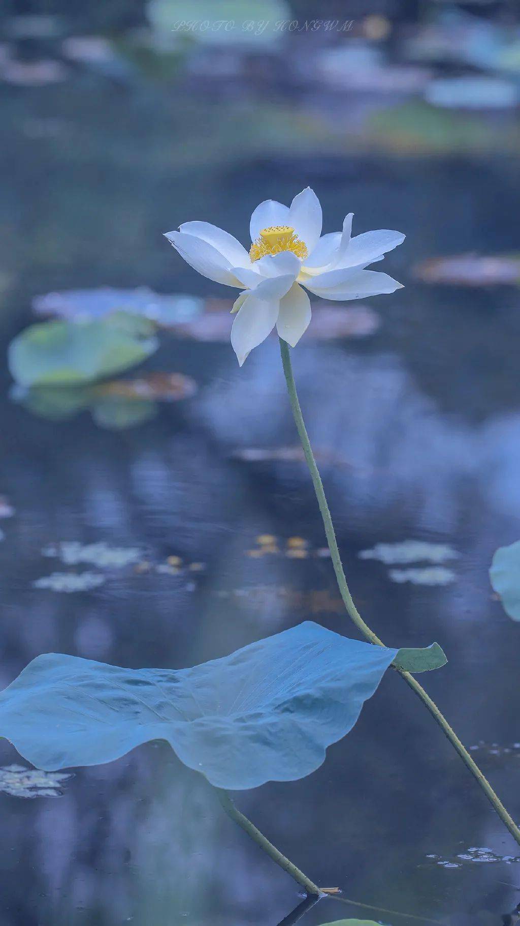亦如清雅居士,清丽脱俗如翩翩仙子,沾露传香粉的,白的荷花镶嵌其中皆