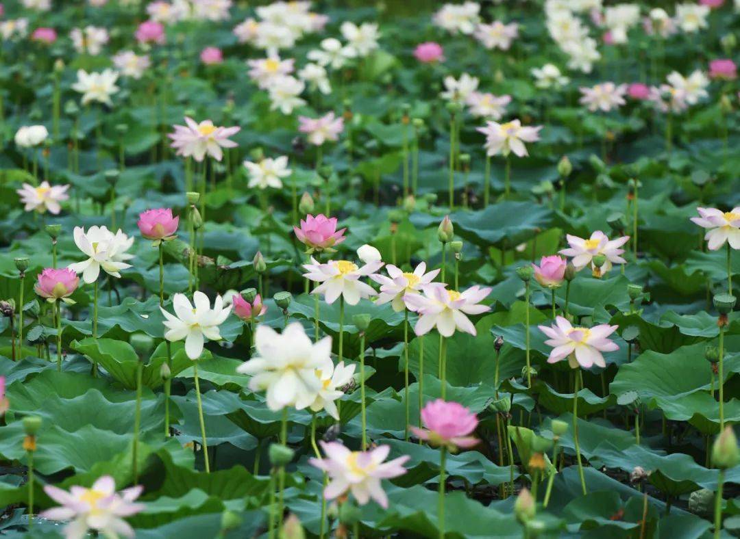 水漾年华·水世界金湖水漾年华位于江苏省淮安市金湖县荷花荡景区内