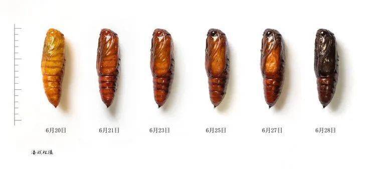 80张高清图片教您识别草地贪夜蛾_幼虫