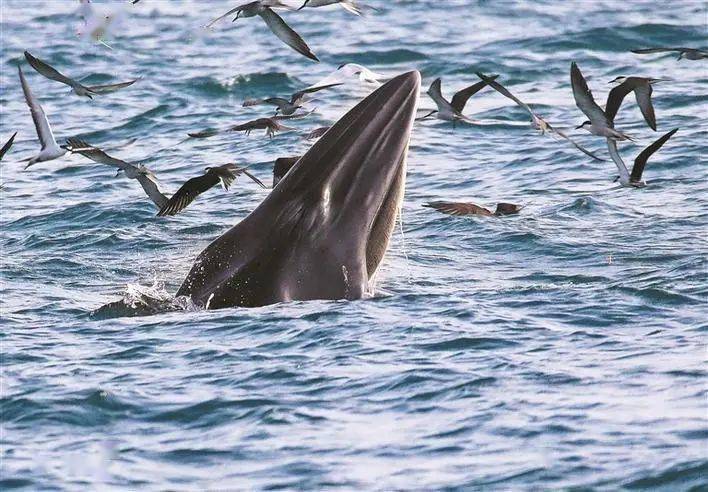 鲸鱼又现大鹏湾外交部发言人中国环保故事精彩纷呈