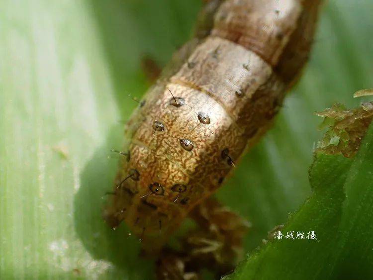 4个黑斑)幼虫(头前部及口器)幼虫(胸足和腹足)幼虫(腹足趾钩)05