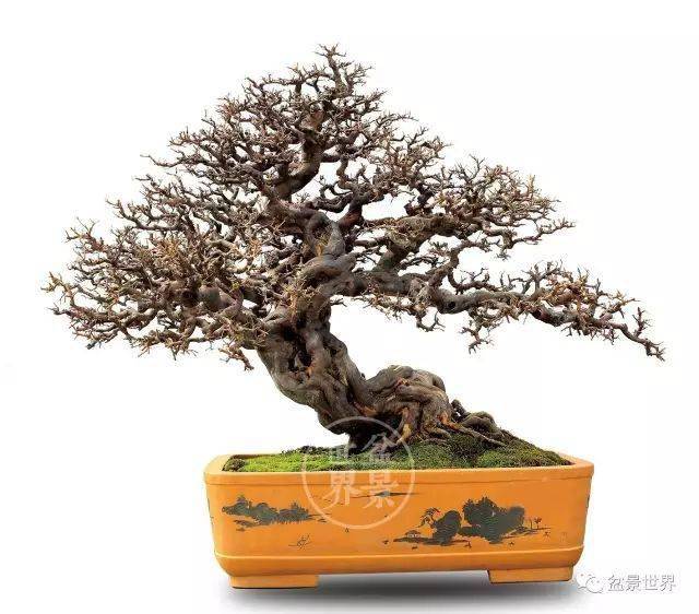 最美的100盆雀梅盆景(建议收藏)-大秦号