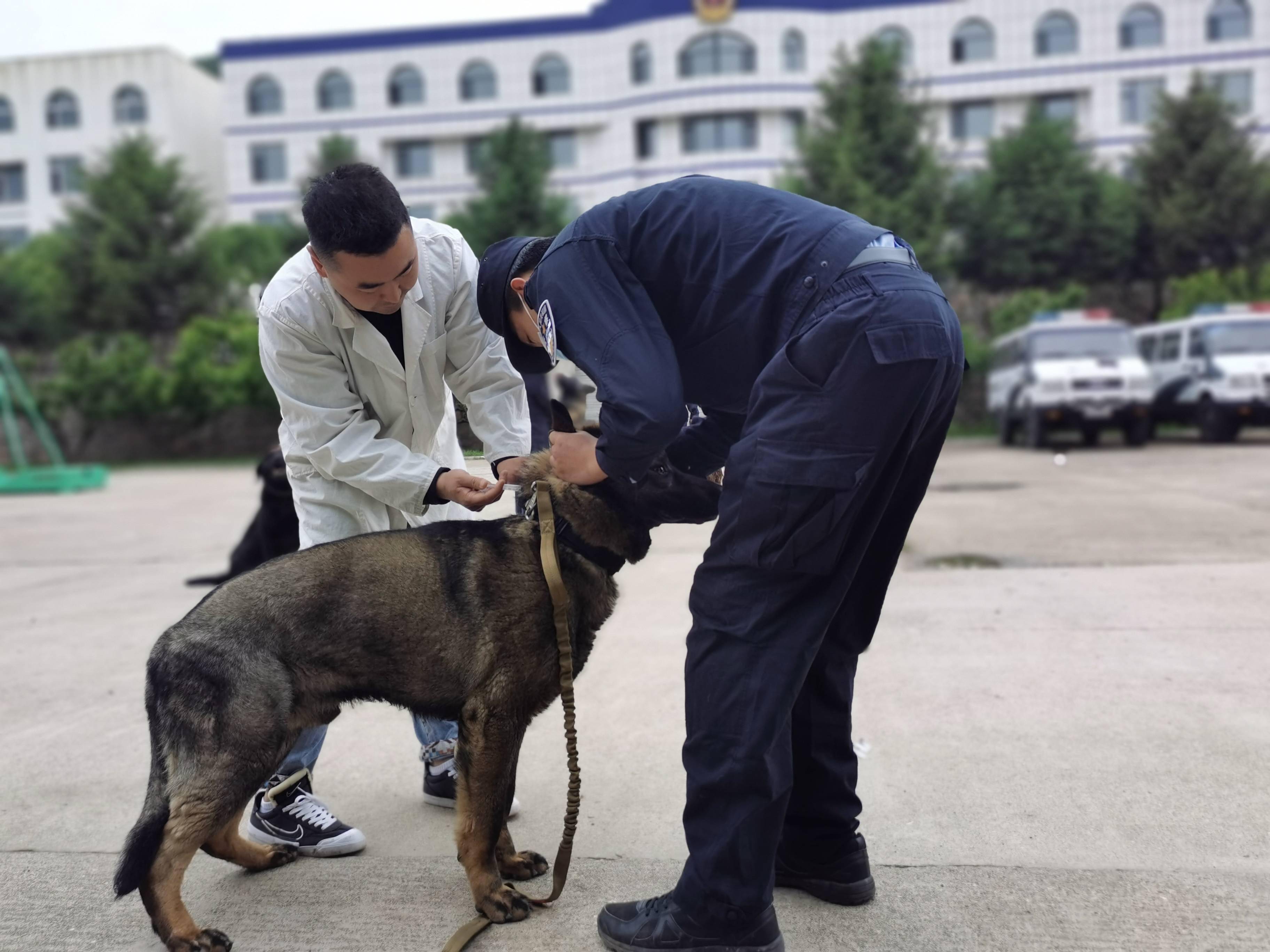 通化边境管理支队榆林边境检查站14条警犬集体打疫苗