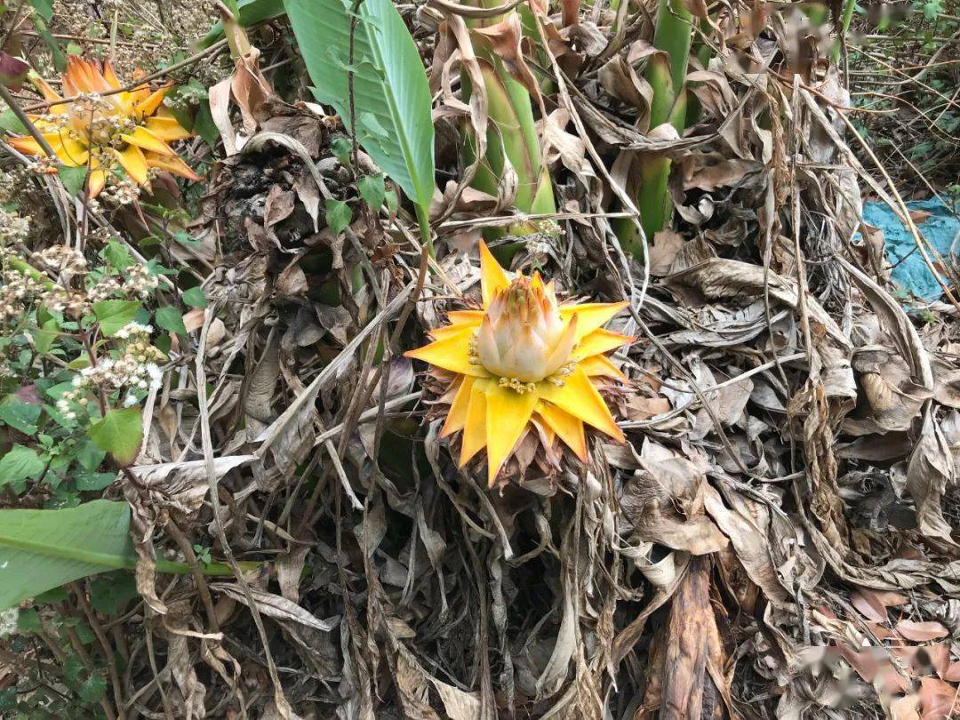 王跃十年之韧地涌金莲