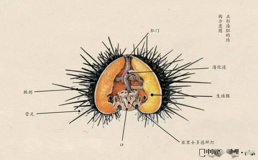 海胆内部图片