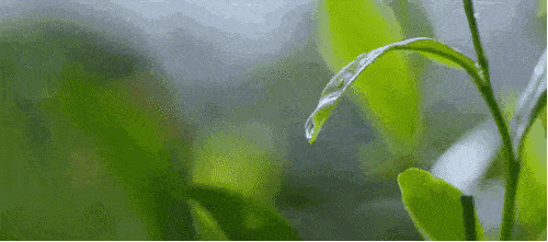 香薰|【992 | 分享】驱蚊“金刚罩”，安全不刺激，驱蚊又止痒，蚊子遇见它，连夜搬了家！