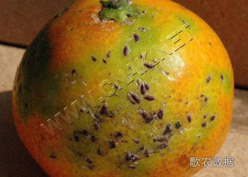 柑橘介壳虫病害图片图片