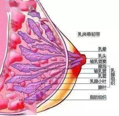 夏天|“作为文胸，我真的不能再薄了......”