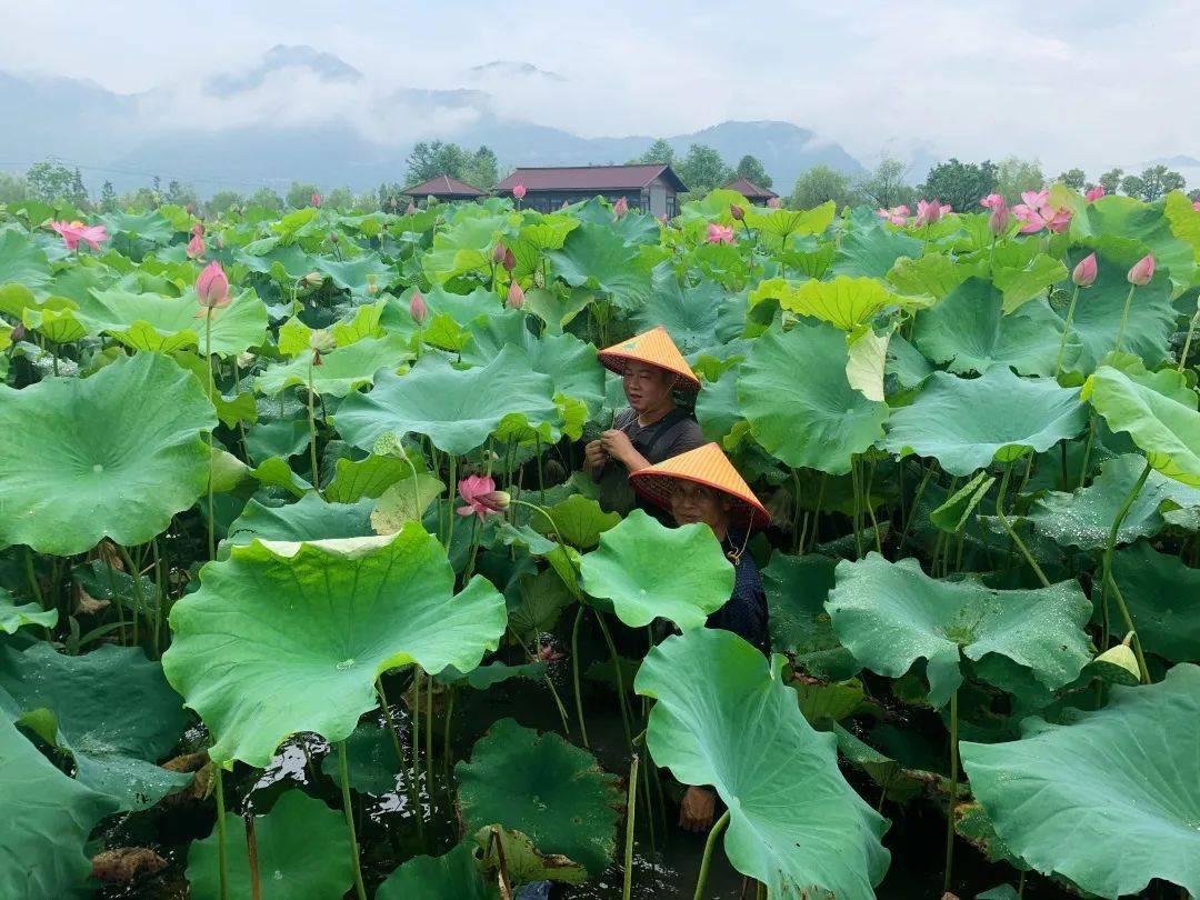 又是一年荷花香瑞安这些赏荷圣地我给满分