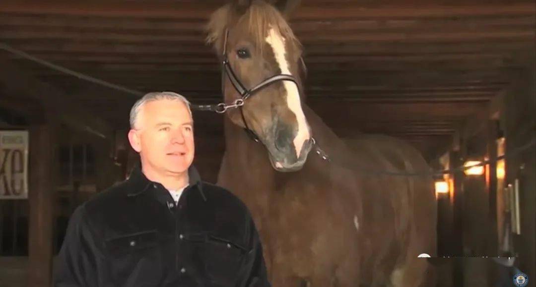 世界最高马去世身高2米体重1吨名副其实的温柔巨人