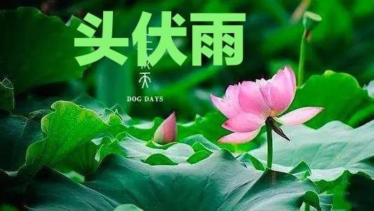 辛丑头伏雨