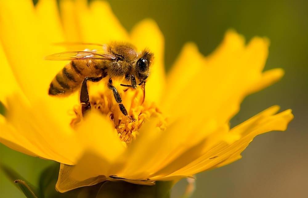 昆虫大自然中最会飞行的生物它们有比鸟类更先进的翅膀