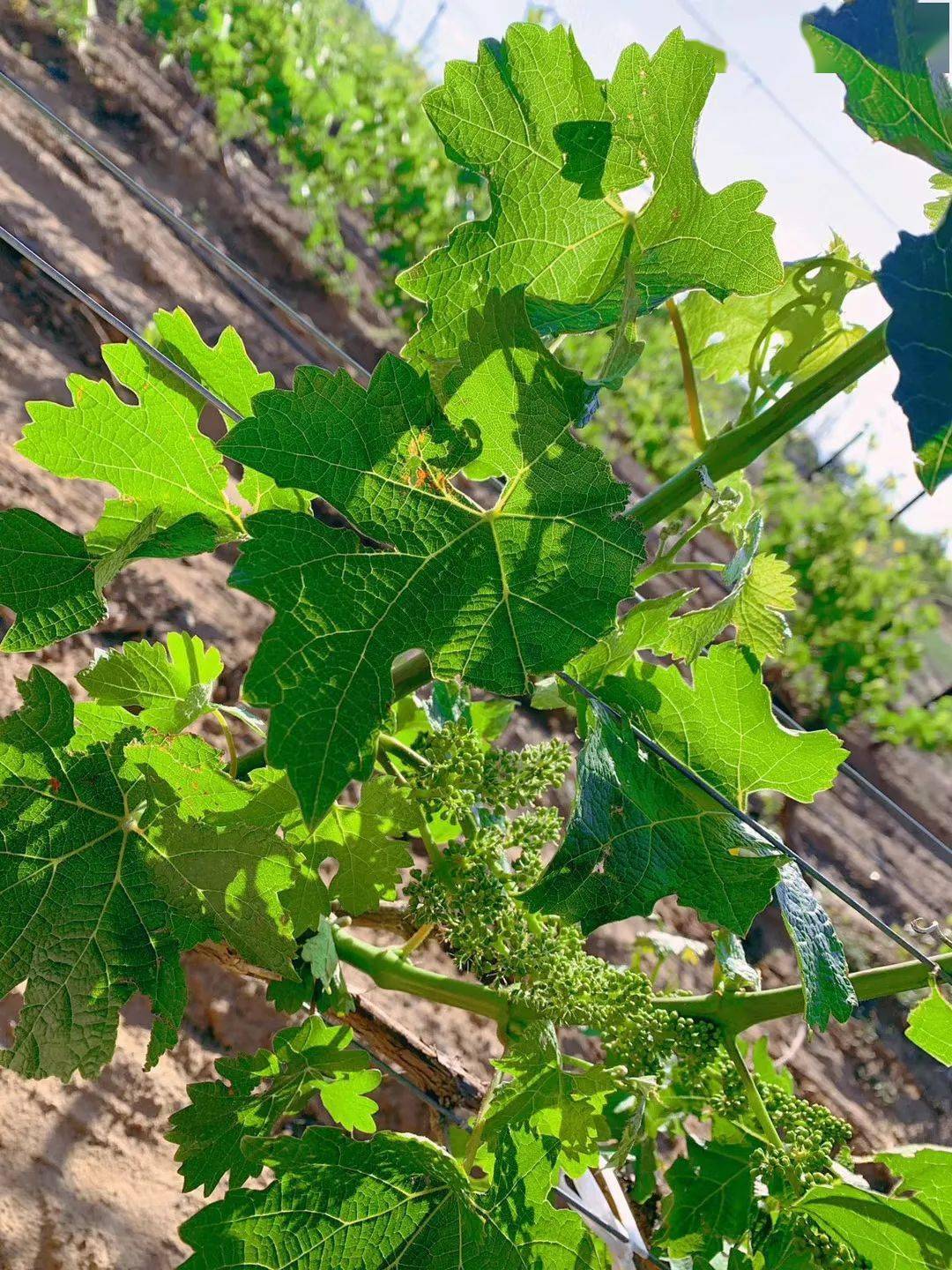 迦南|李白斗酒诗百篇,黑皮诺香气延绵