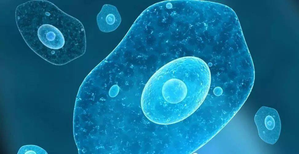 免疫细胞与健康的八大关系值得了解一下