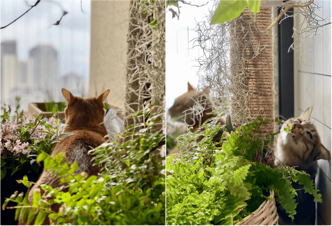 猫咪和人打架名场面 3224df6089ca42329894f3eb4b16d538.png