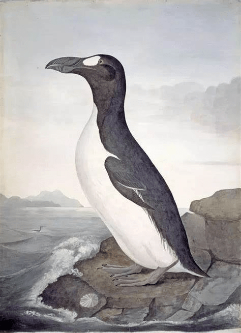 这种鸟类名叫大海雀,拉丁文学名是 pinguinus impennis,鸻形目海雀科.