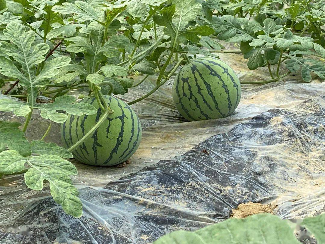 乡村振兴丨高楼坪乡树上挂枣树下结瓜一地多用收益广